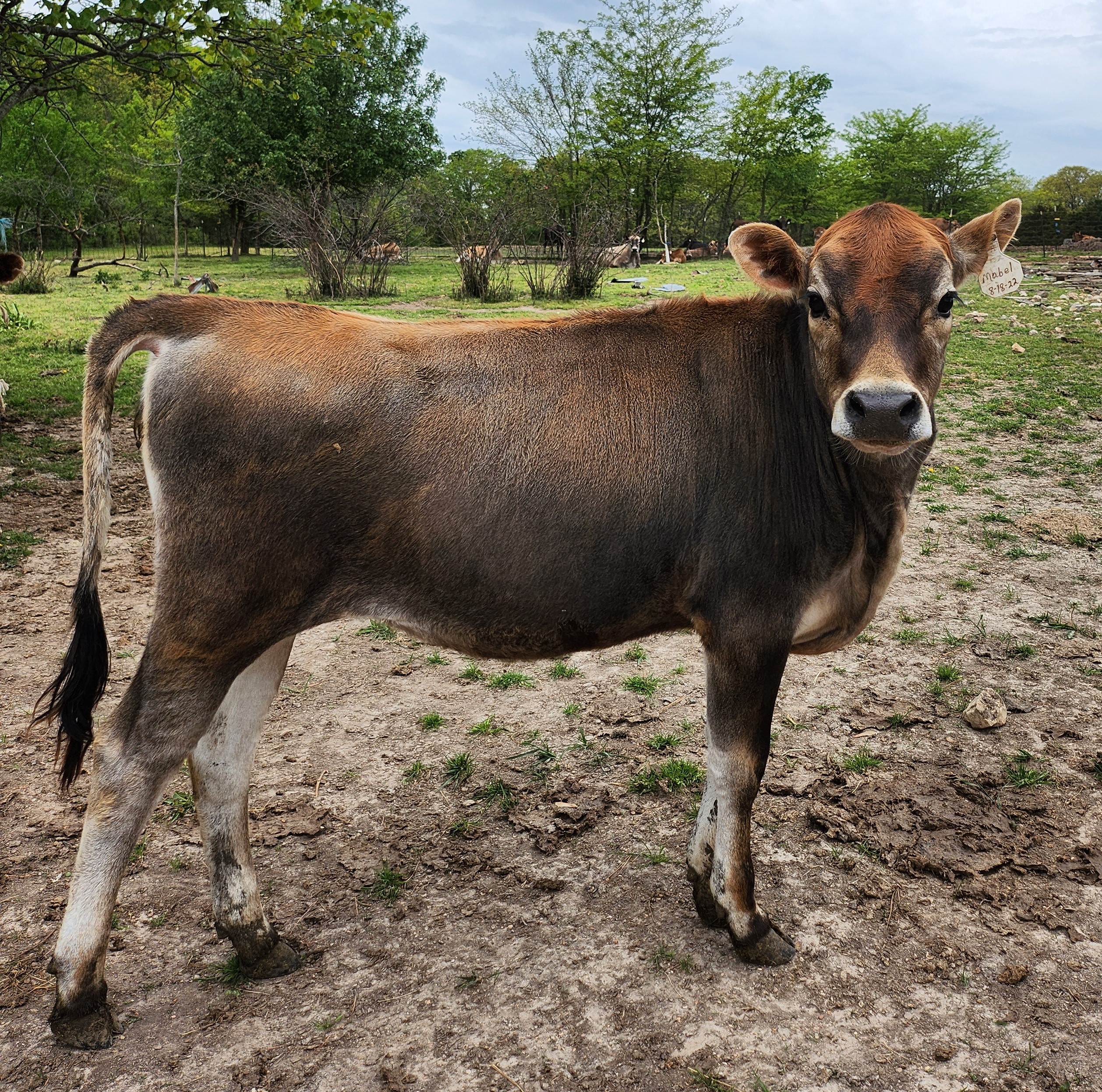 Jersey Cattle for sale - Professional Breeders/Closed Herd